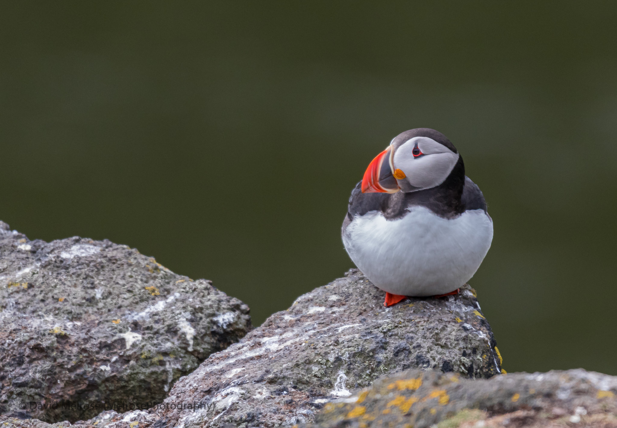 wildlife/Isle Of May _ Puffins-May2017-0730.jpg